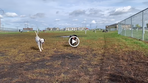 Dog Park at Brandt Crossing Park photo 2